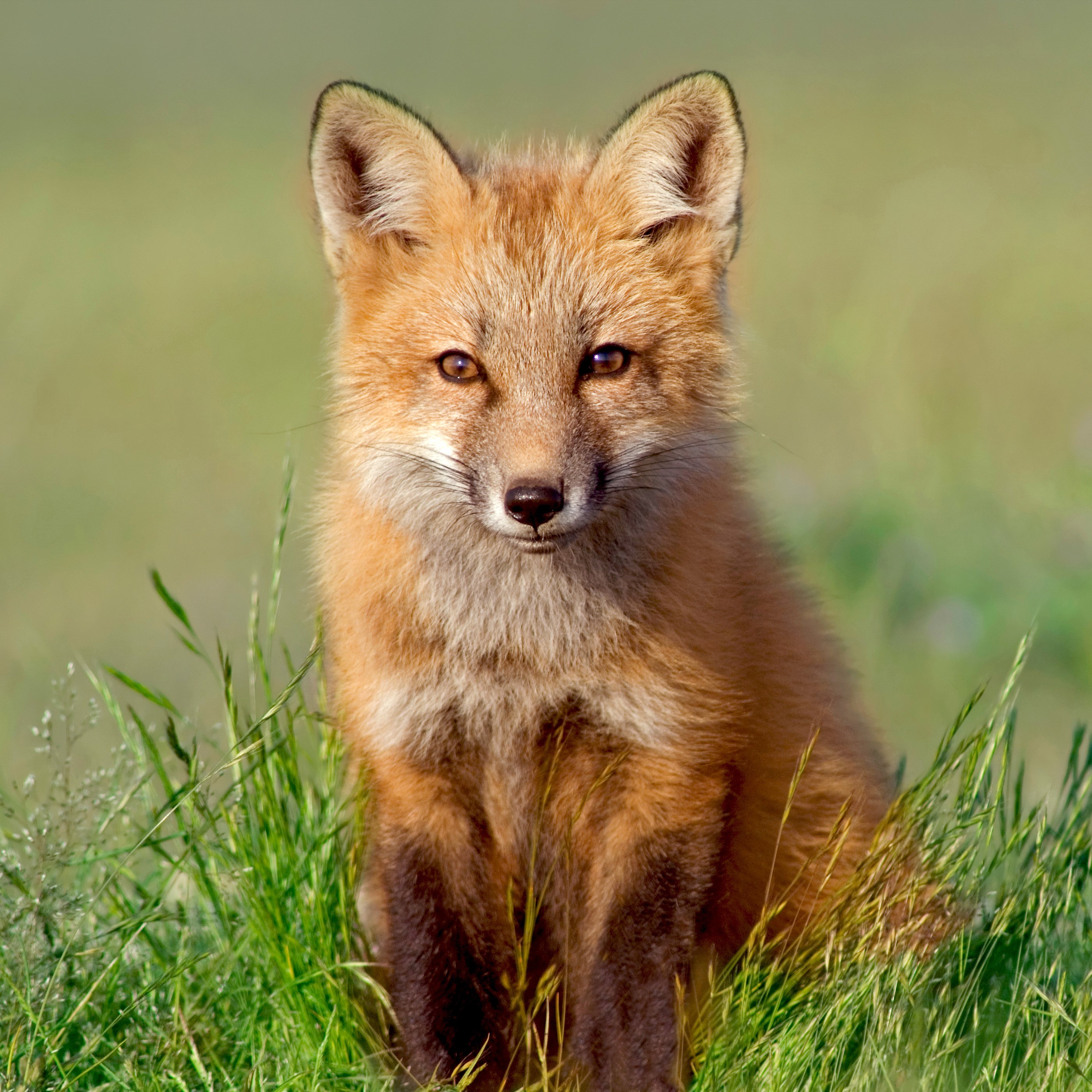 Dyreetikk Behandling Av Dyr Stormberg Dyreetikk Behandling Av Dyr Stormberg