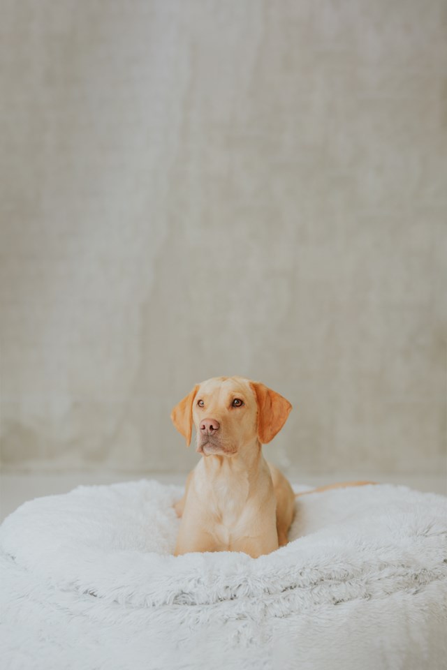 Seng Fluffy Memory foam rund M Grå - 1