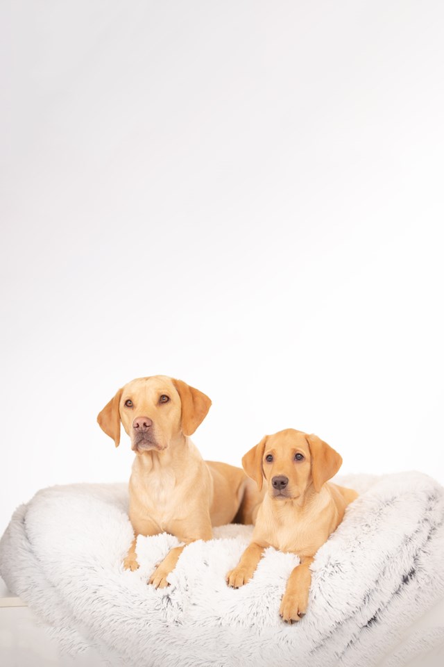 Seng Fluffy Memory foam rund XXL Grå - 1