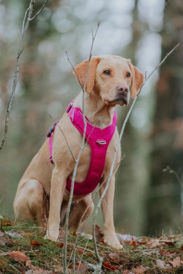 Kyfile momentum sele ekstra liten Rosa - 1