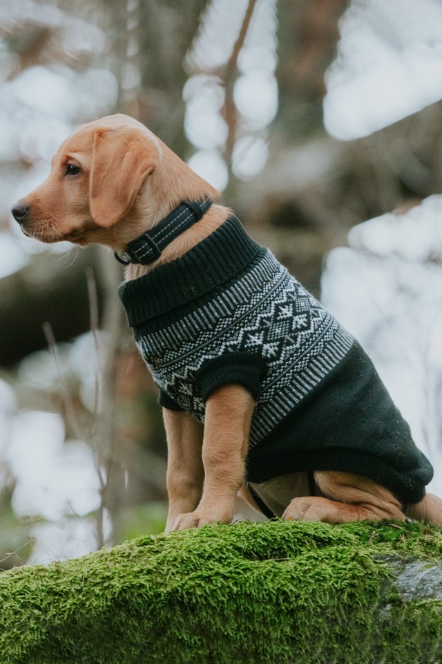 Hundegenser Iselin str 30cm Svart - 1