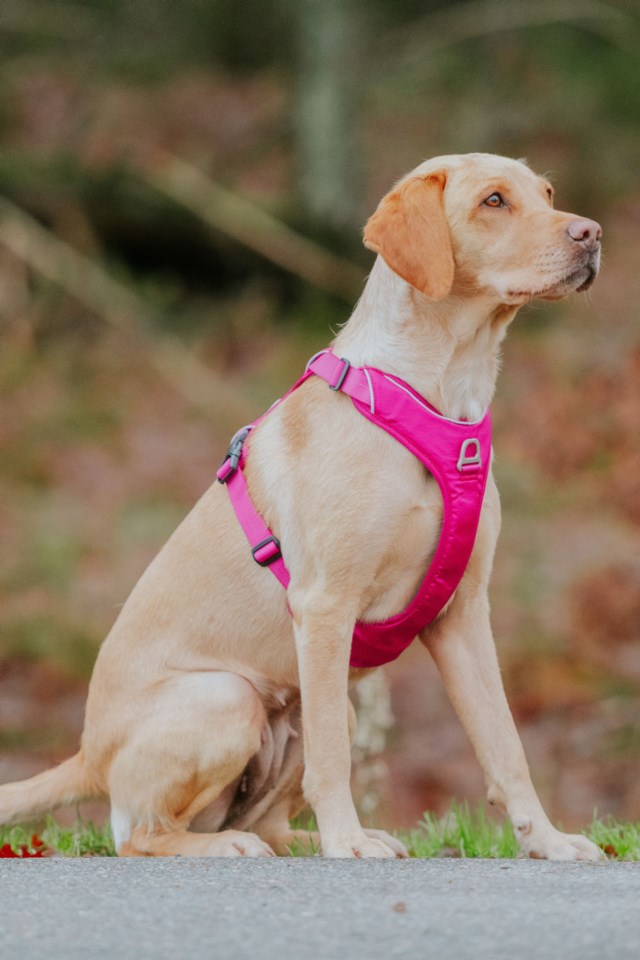 Kyfile momentum sele liten Rosa - 1