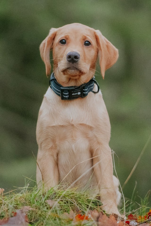 Alcott adventure collar medium Svart - 1