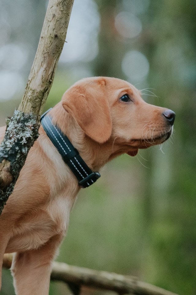 Alcott adventure collar stor Svart - 1