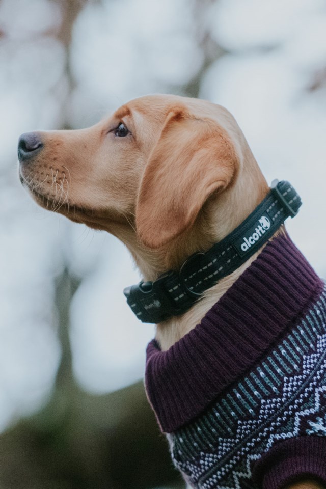 Alcott adventure collar liten Svart - 1
