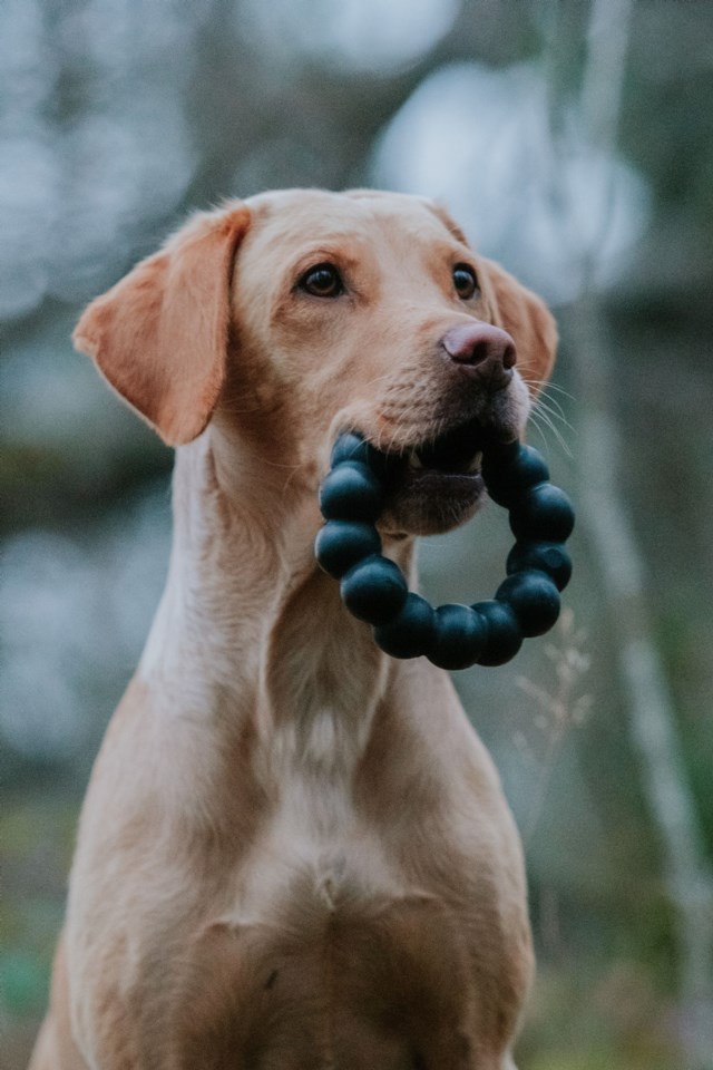 Kong Extreme Ring Svart - 1
