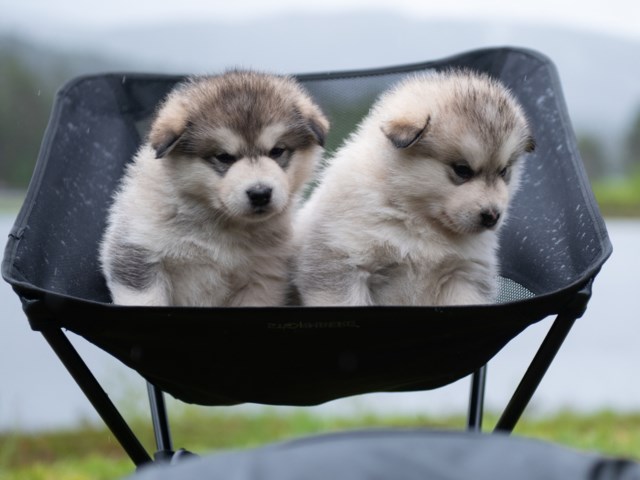 Losistua turstol Black Utstyr - 1