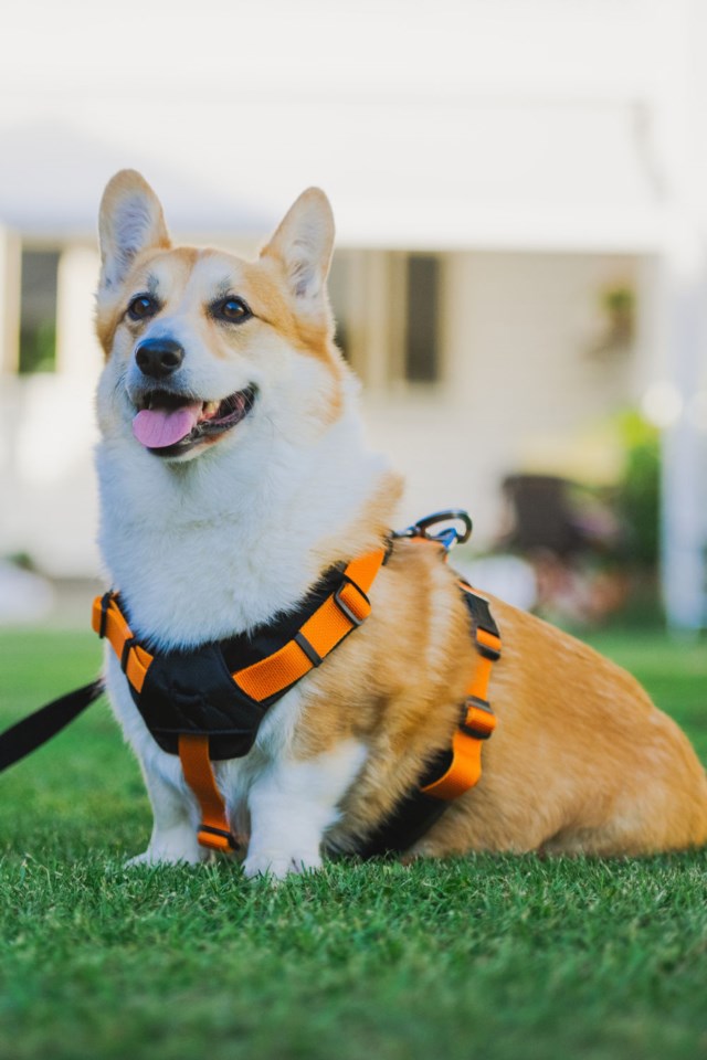 Dogman Sportsele Emmi - Oransje Oransje - 1